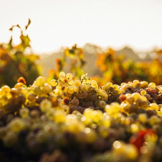 Wine School | Duelo de Regiões: Bordéus e Borgonha